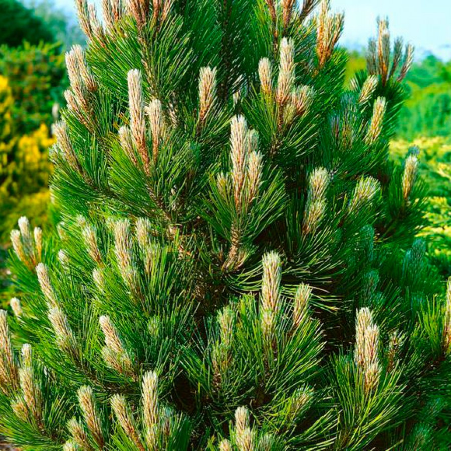 pinus_leucodermis_nana2