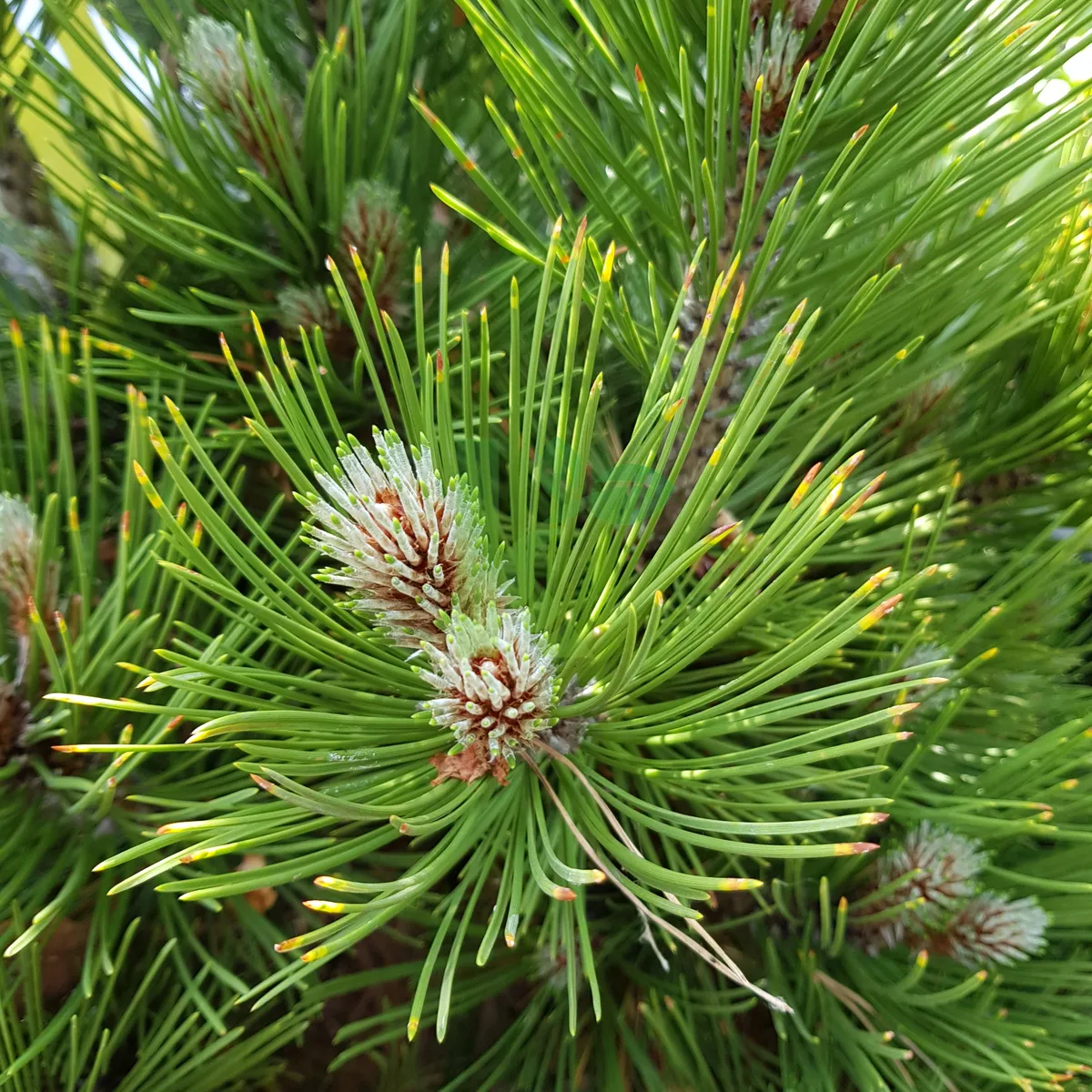 pinus_leucodermis_nana3