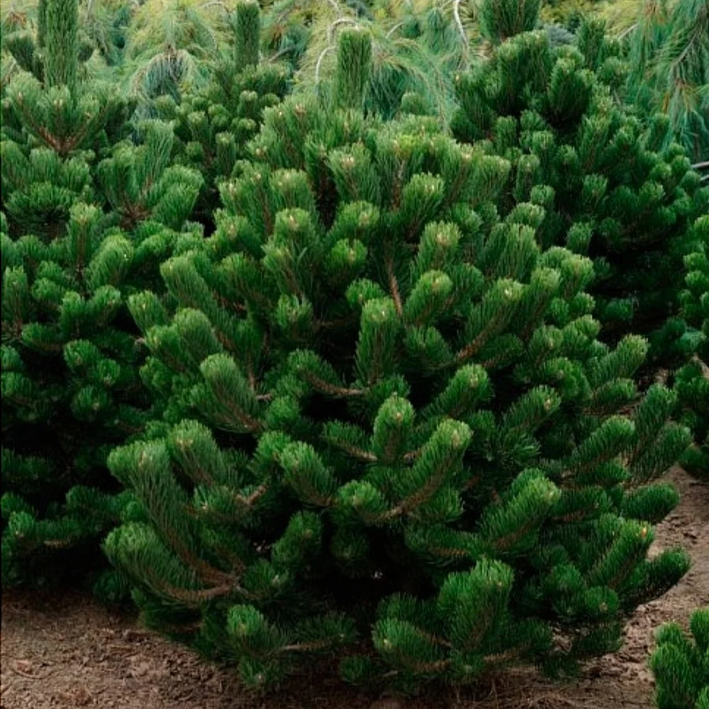 pinus_oregon_green