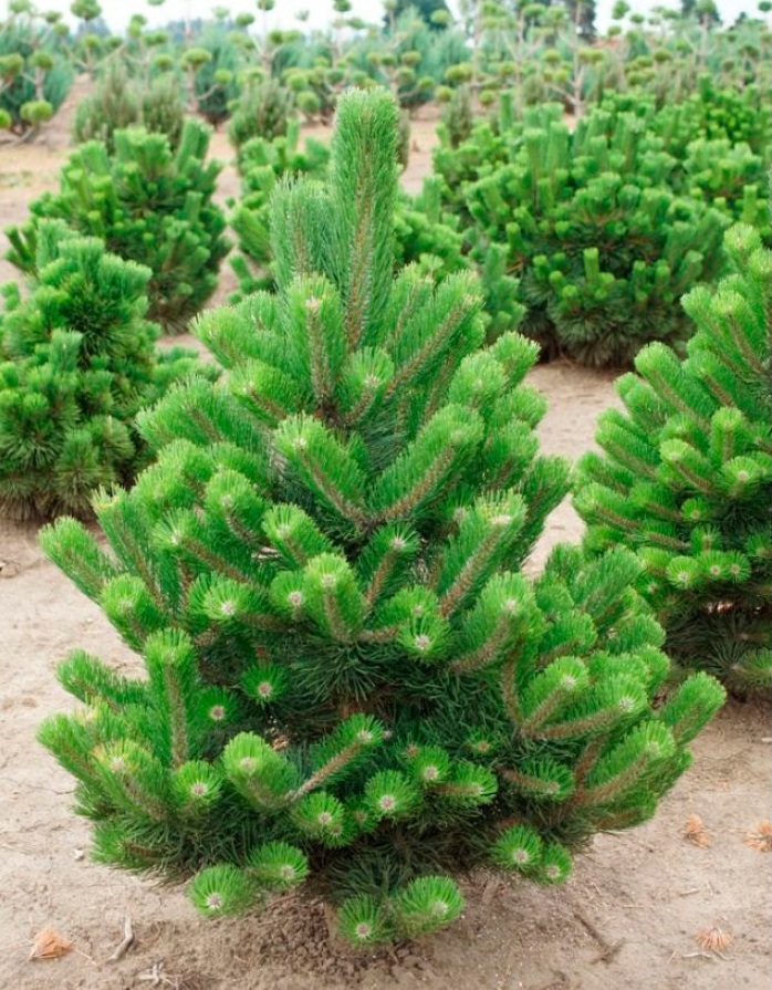 pinus_oregon_green1