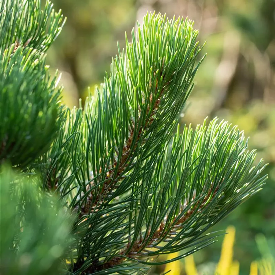 pinus_oregon_green2