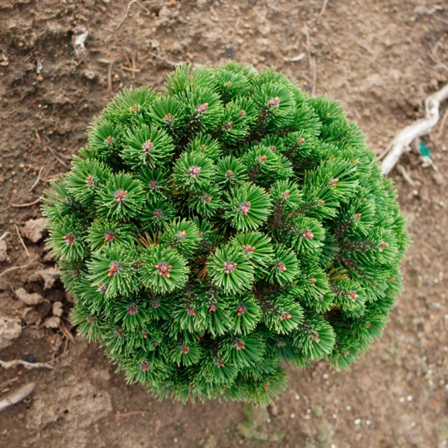 pinus_sherwood_compact1