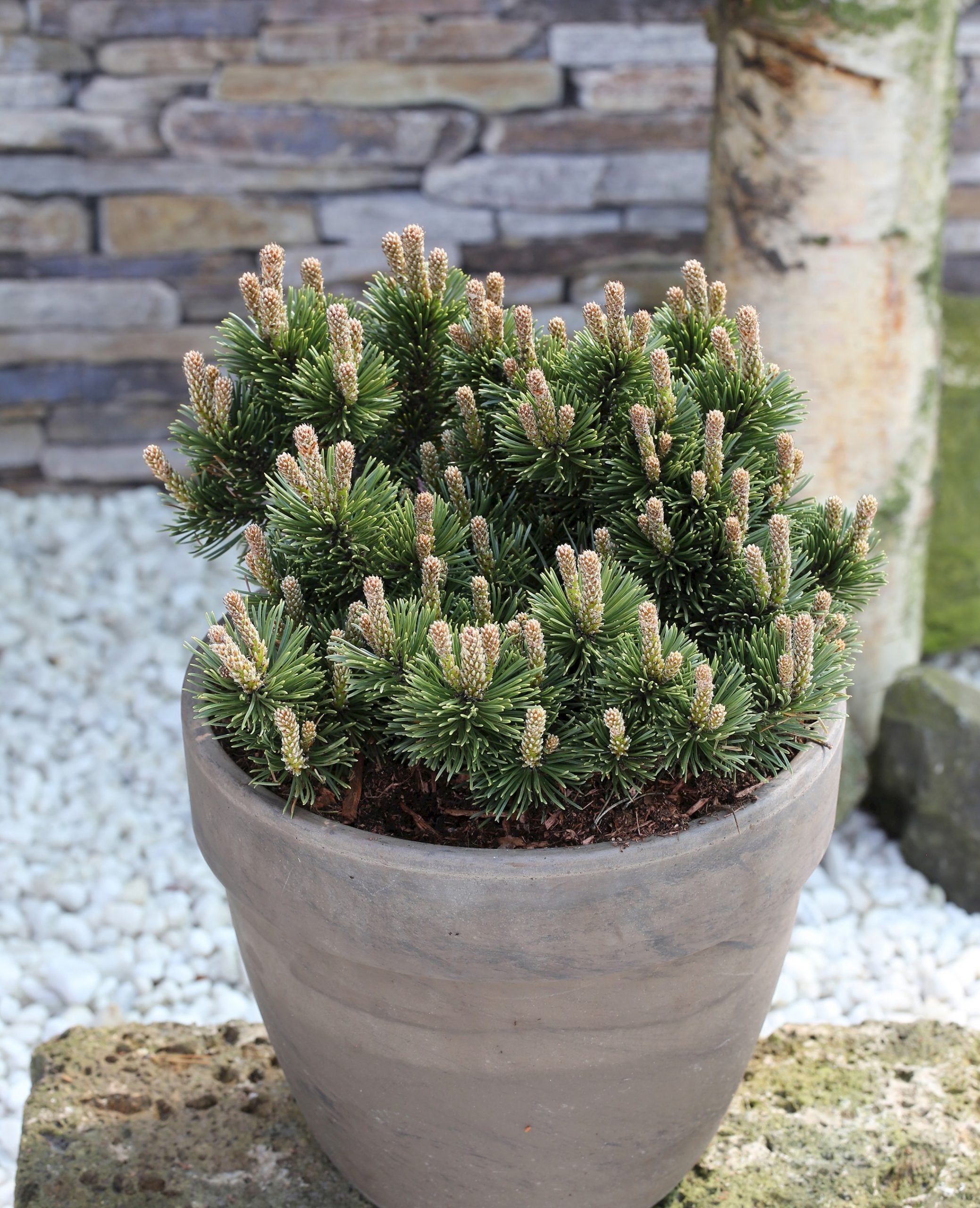 pinus_sherwood_compact3