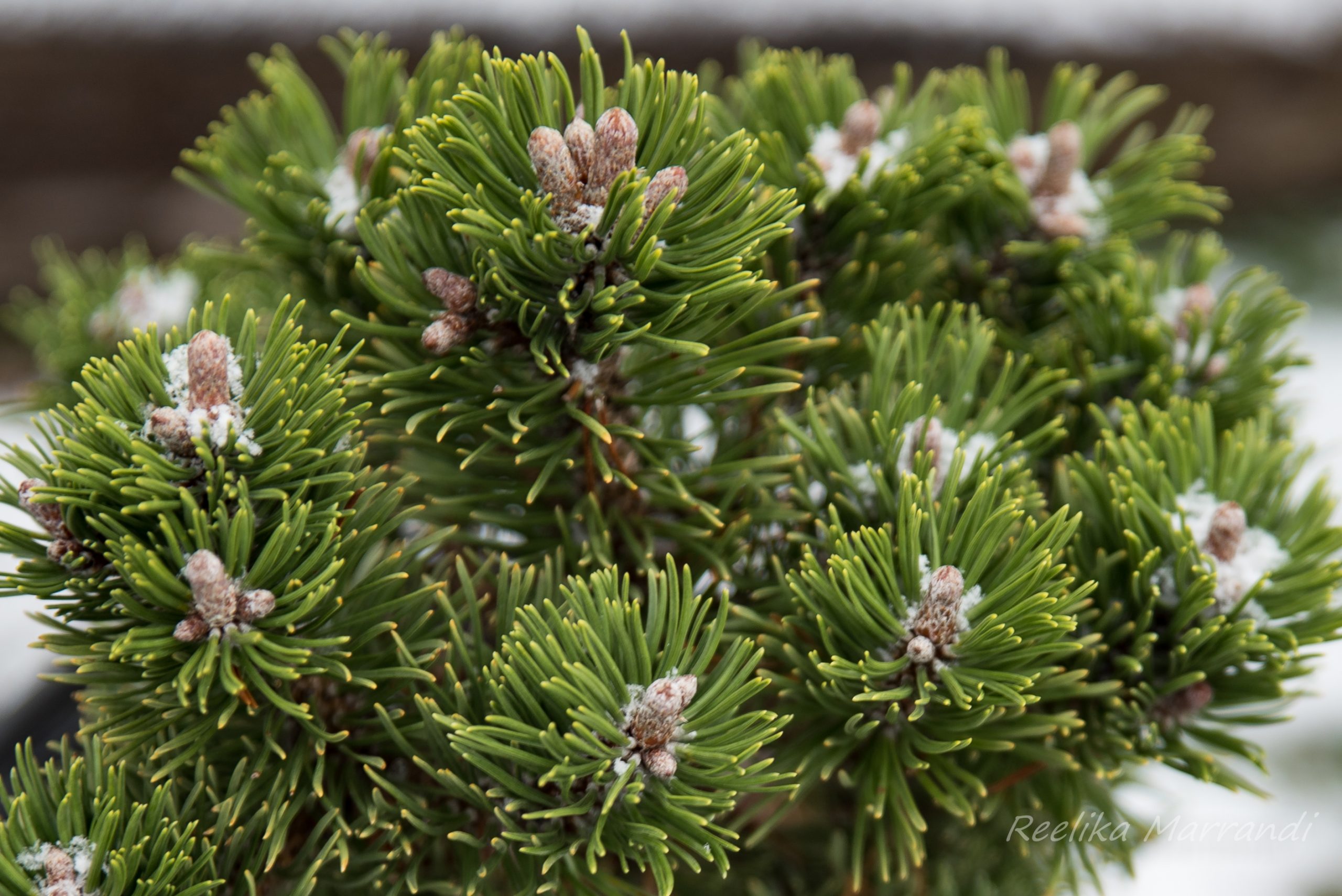 pinus_sherwood_compact4