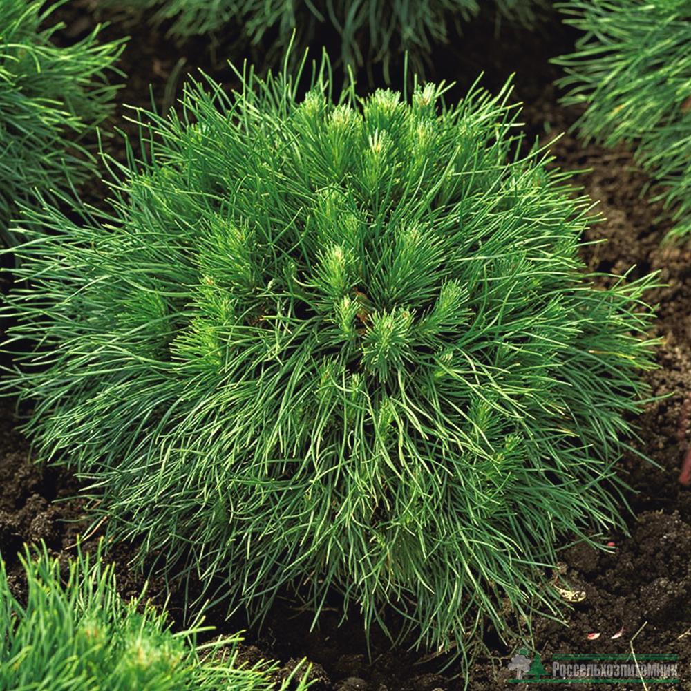pinus_varella