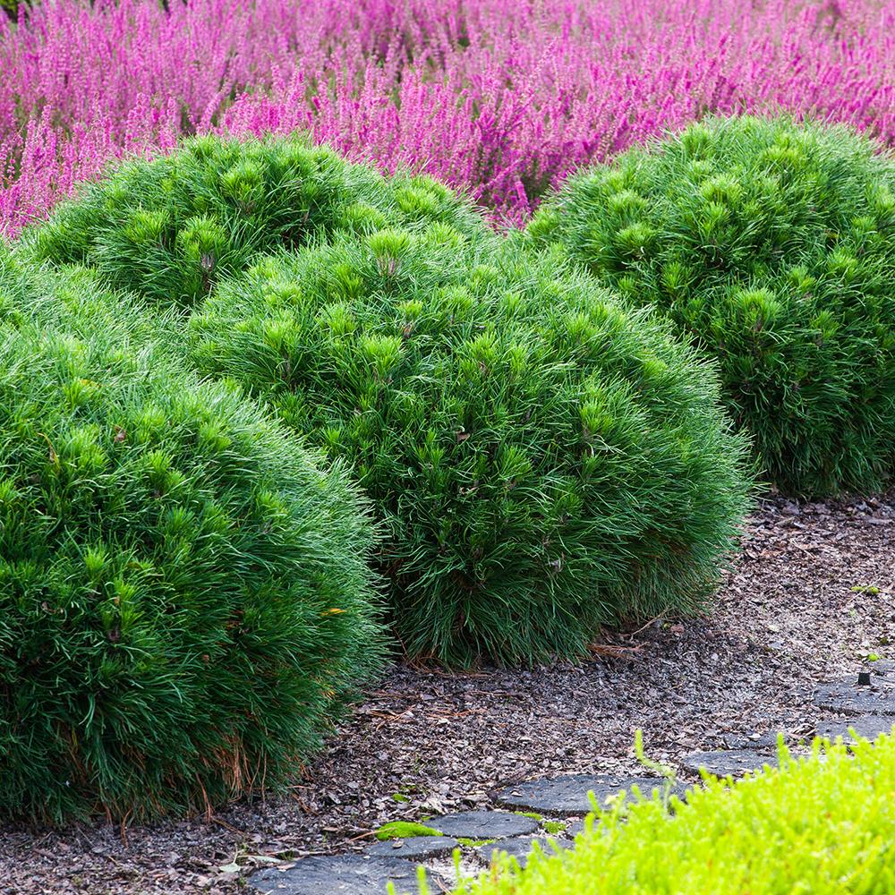 pinus_varella1