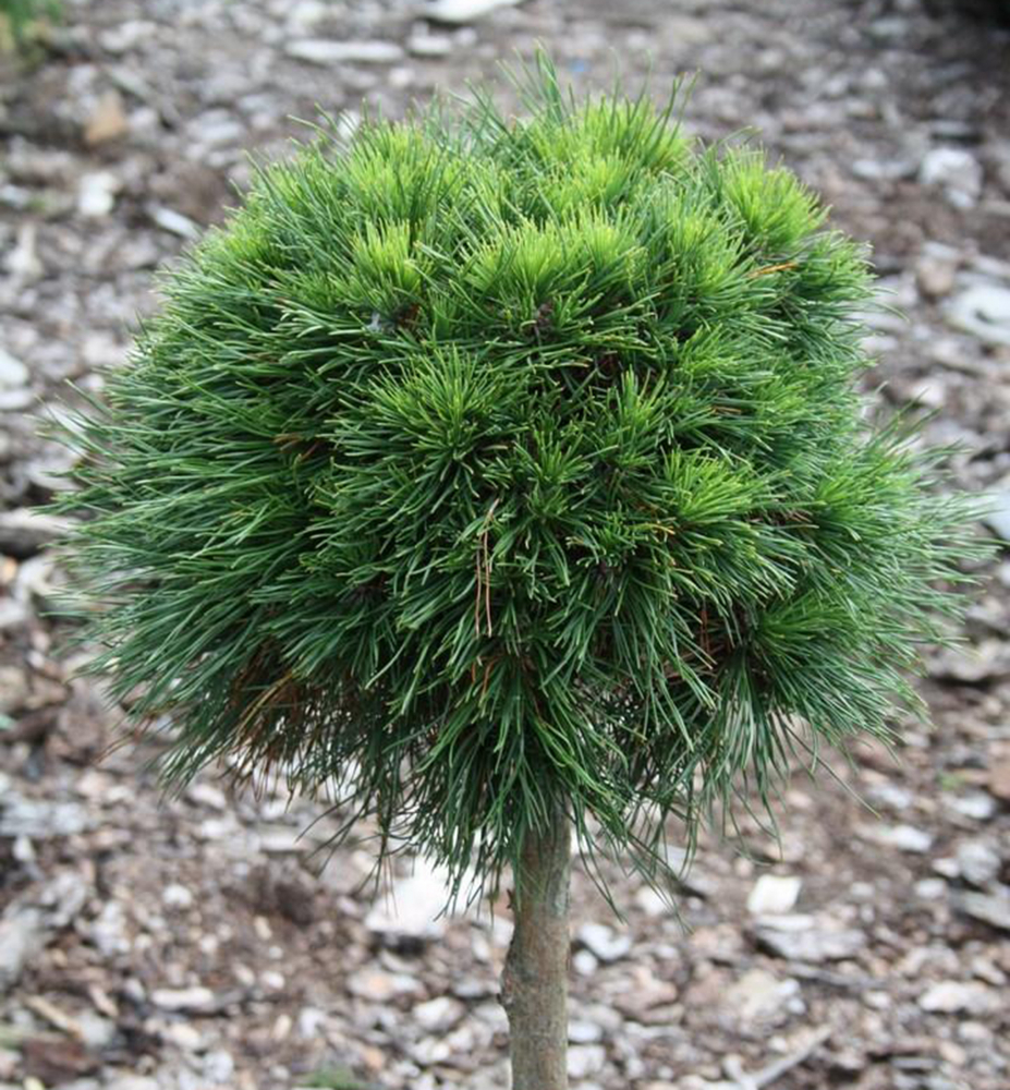 pinus_varella2