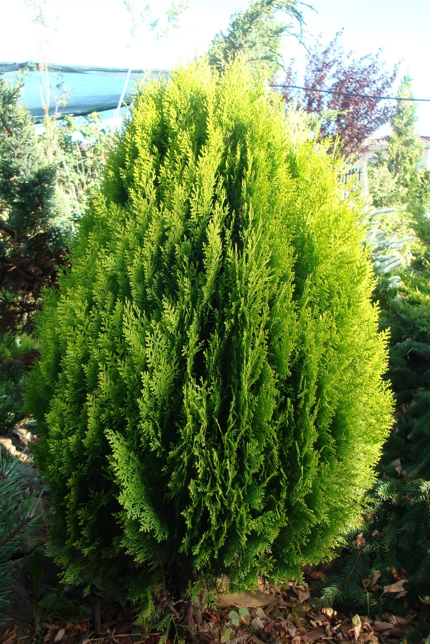 thuja_aurea_nana