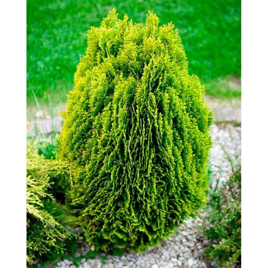 thuja_aurea_nana1