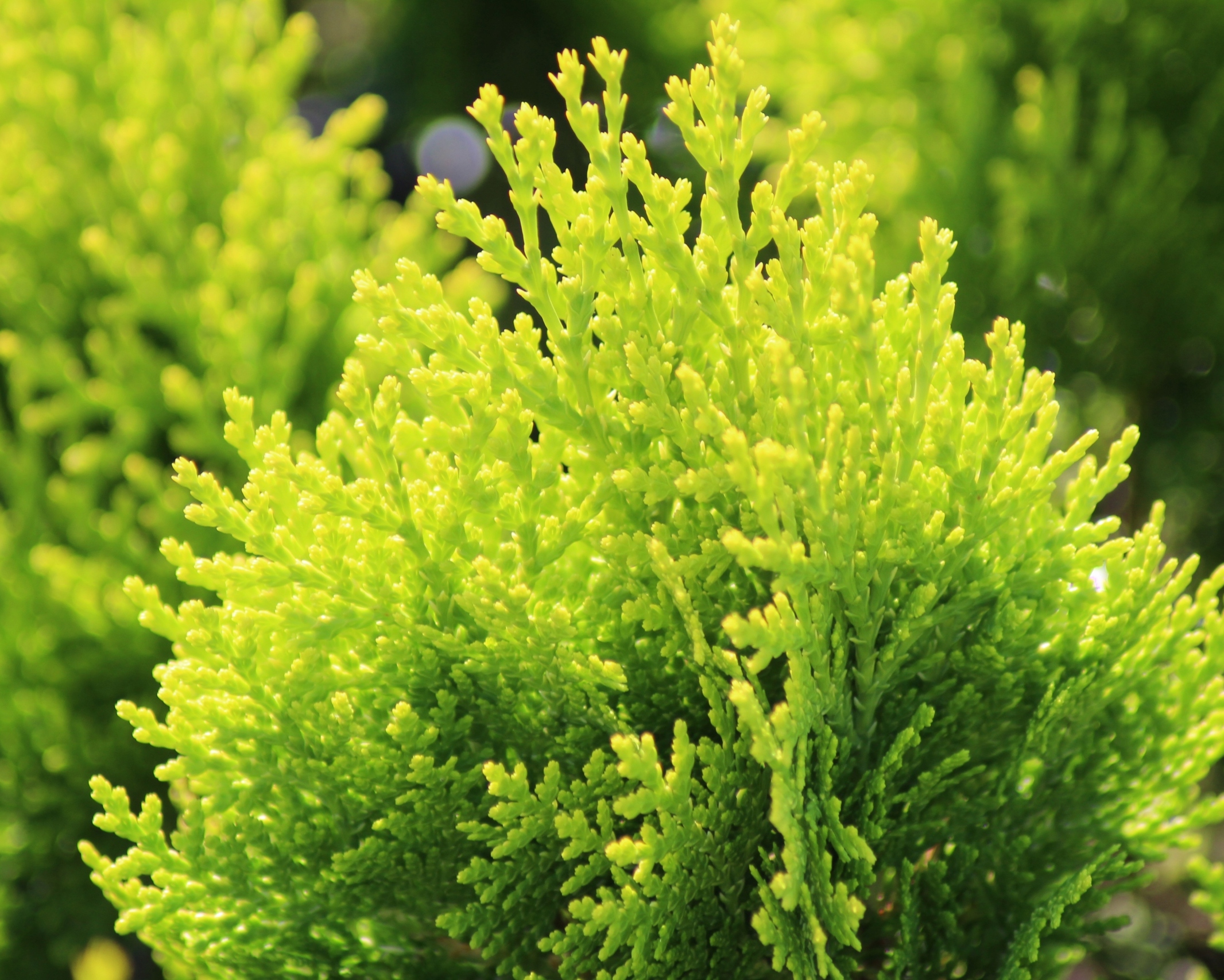thuja_aurea_nana2