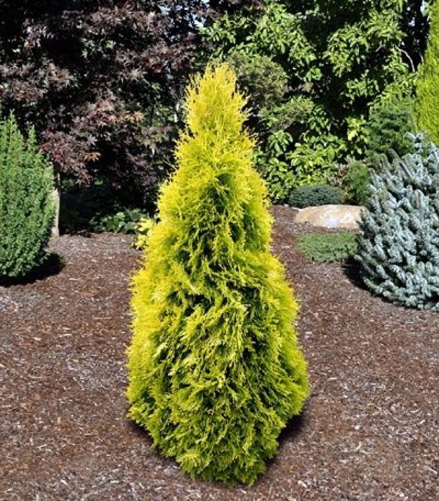thuja_golden_smaragd