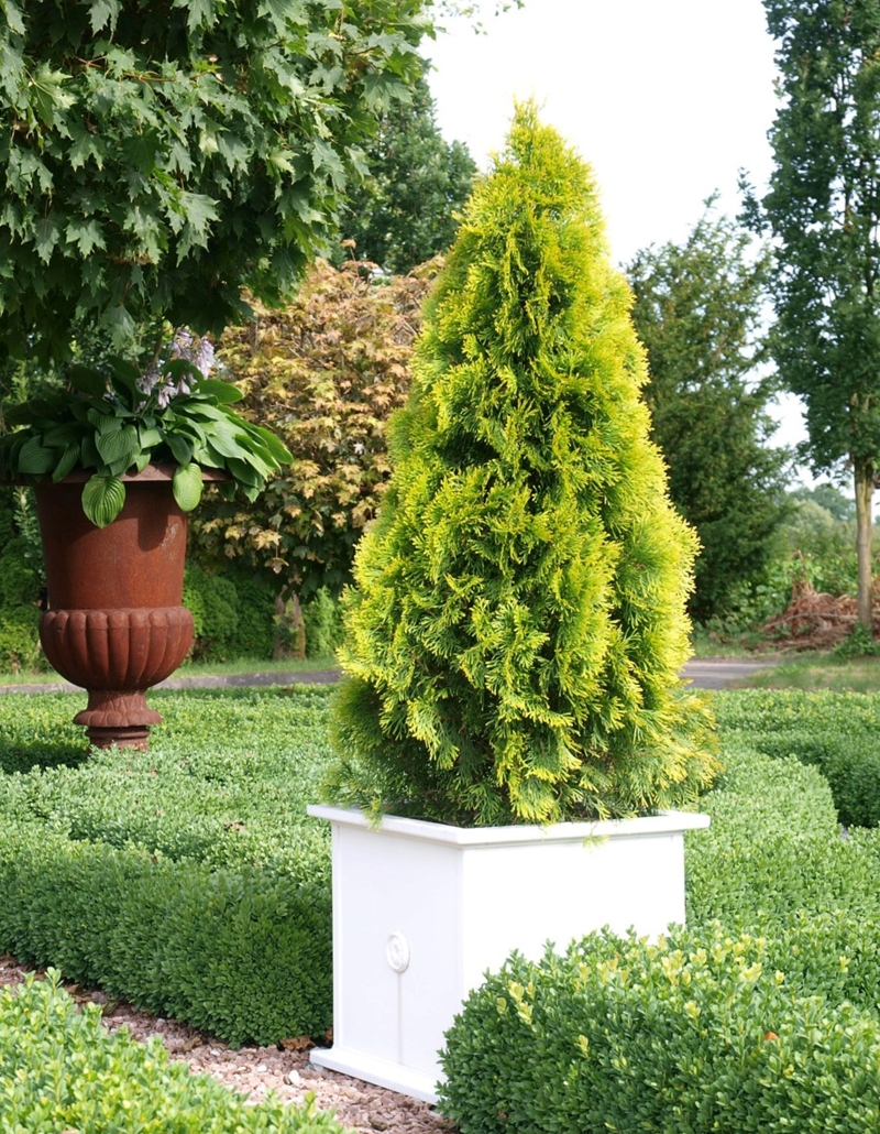 thuja_golden_smaragd1