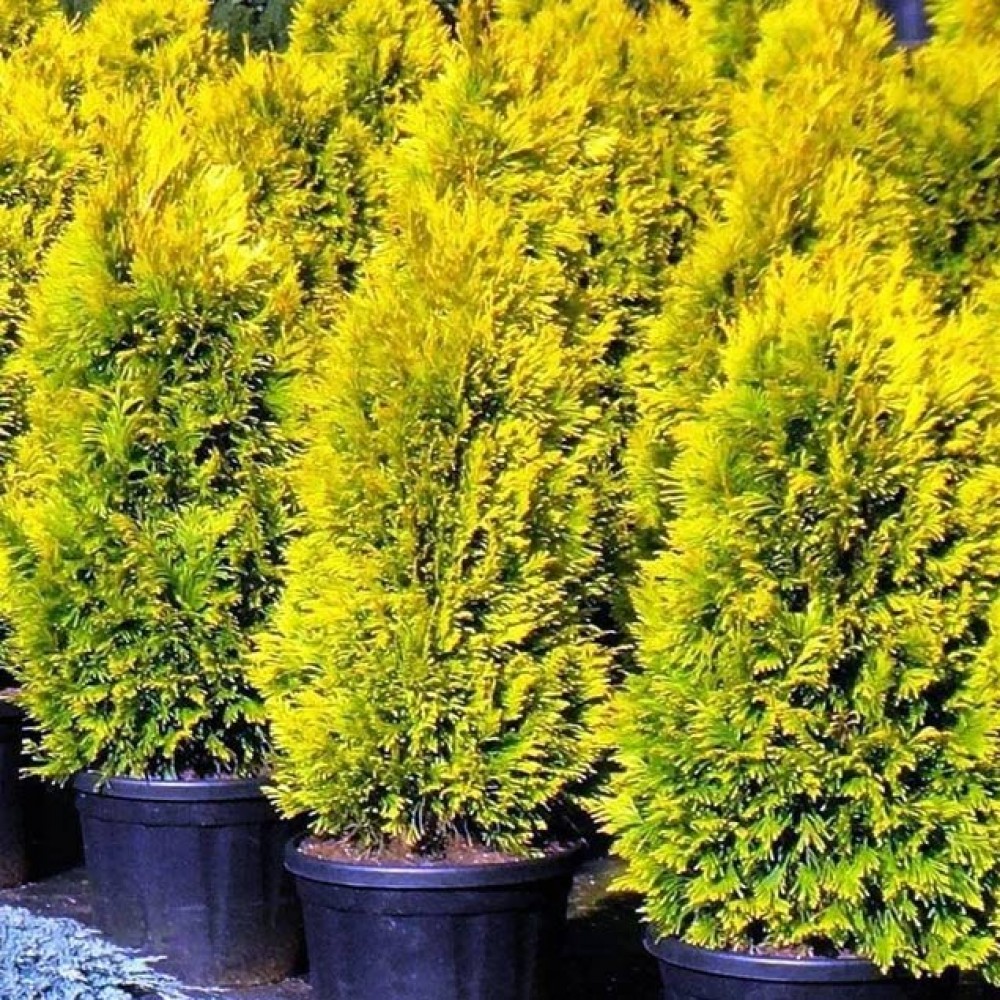 thuja_golden_smaragd2