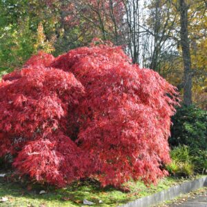 acer-palmatum-garnet-300x300.jpg