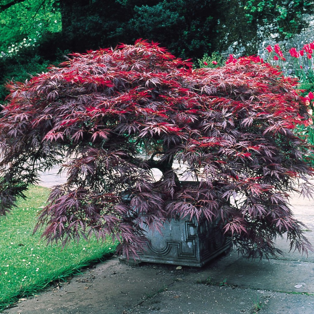 acer_garnet