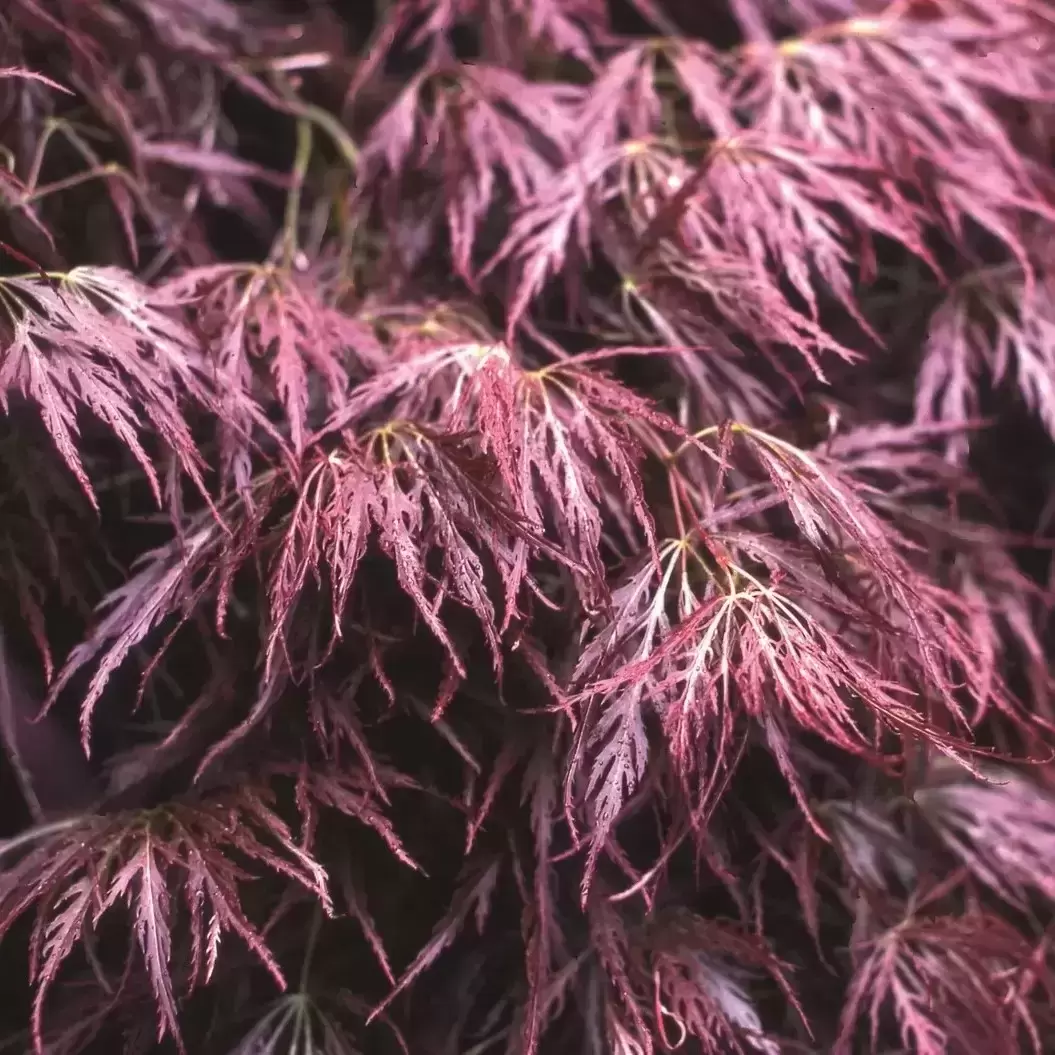 acer_garnet1