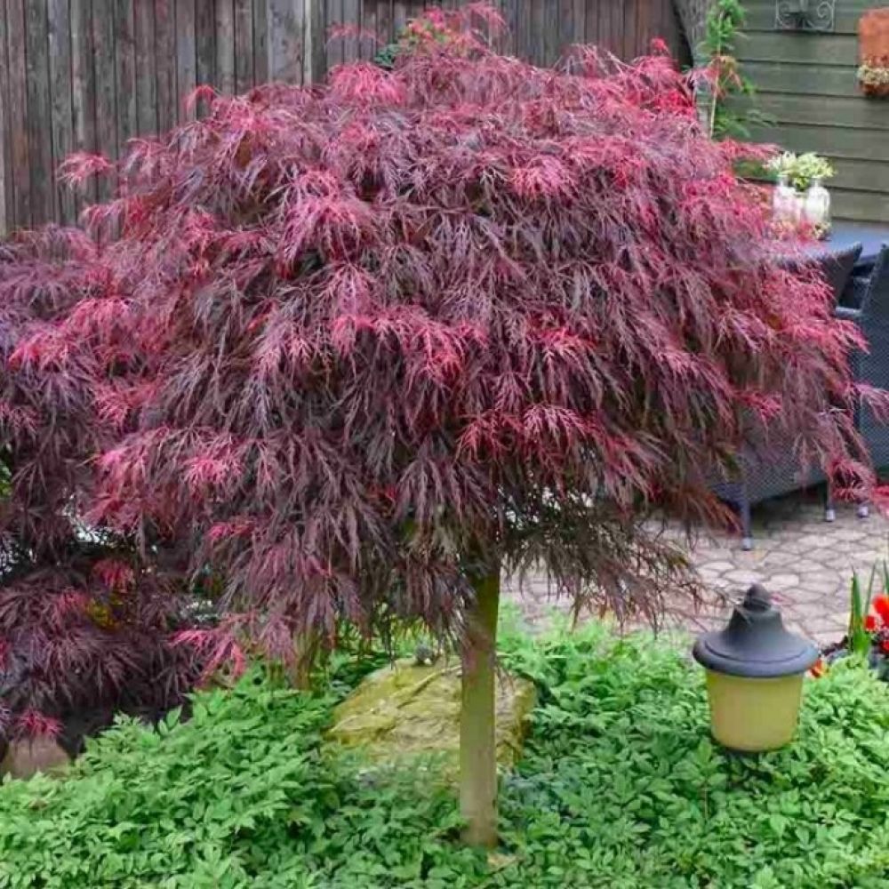 acer_garnet2
