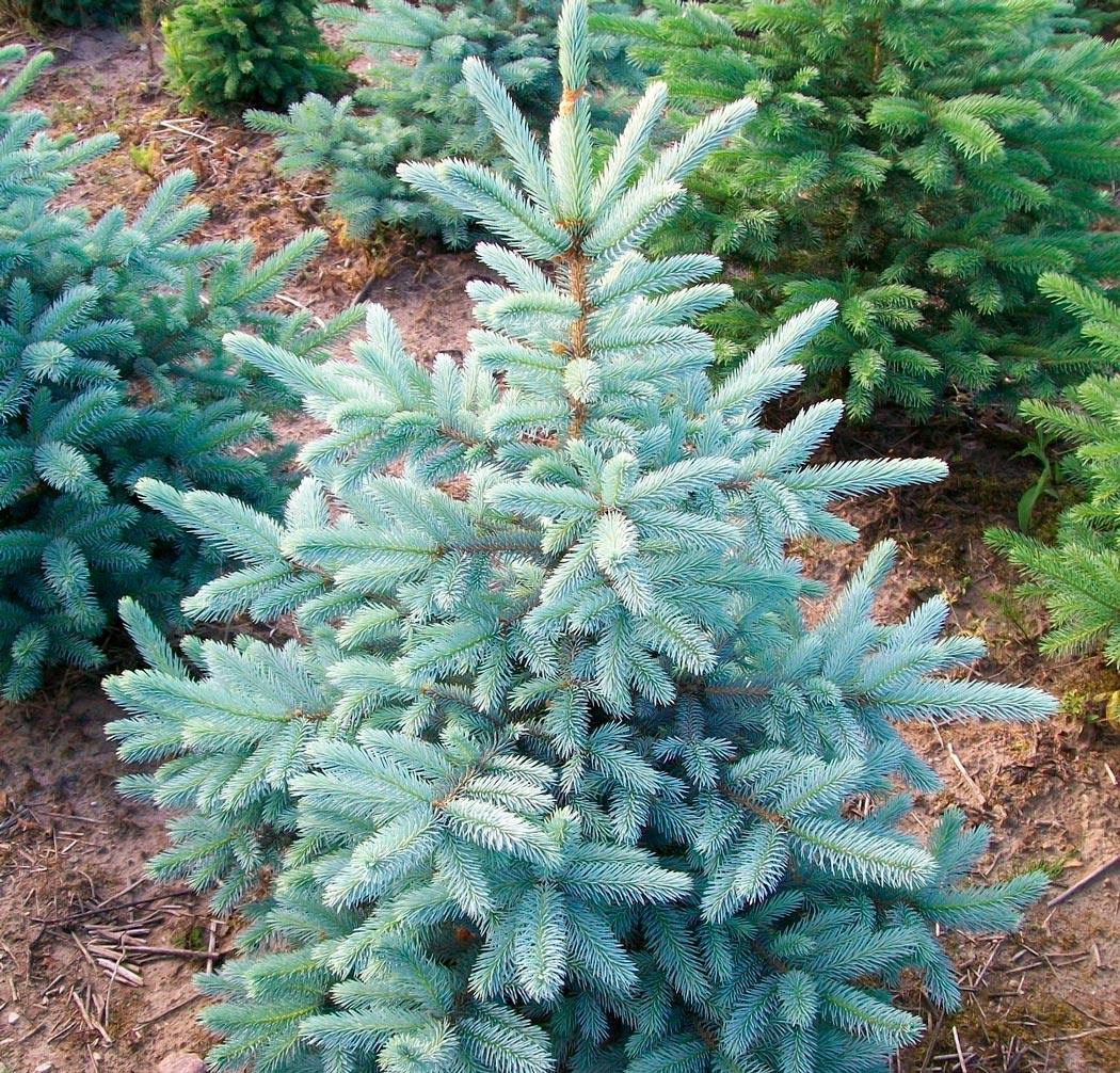 Kaibab1