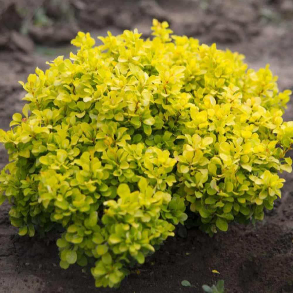 berberos_tiny_gold1