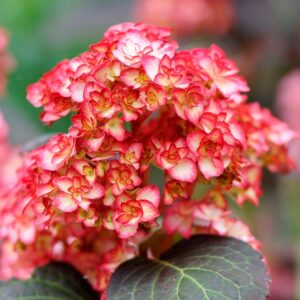 Гортензія крупнолиста Rembrandt Rosso Glory