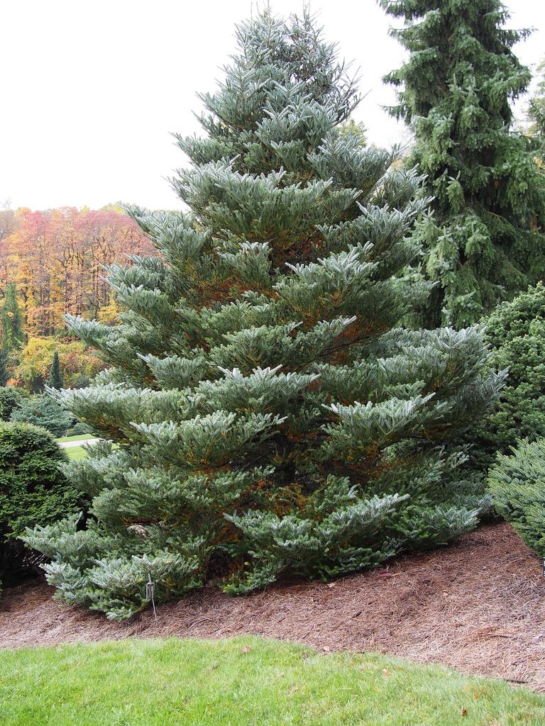 abies_silberlocke1