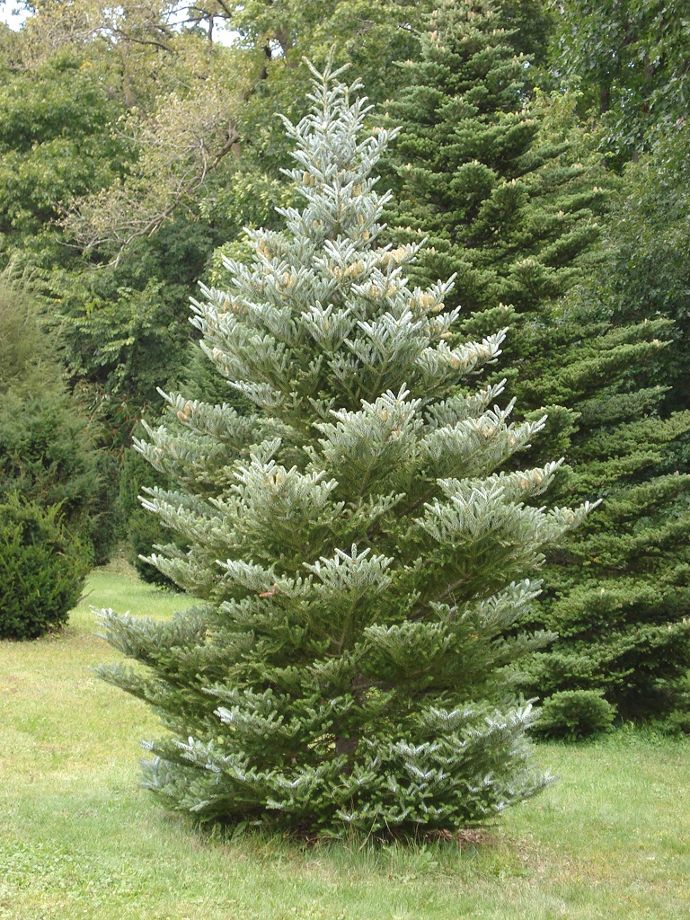 abies_silberlocke2