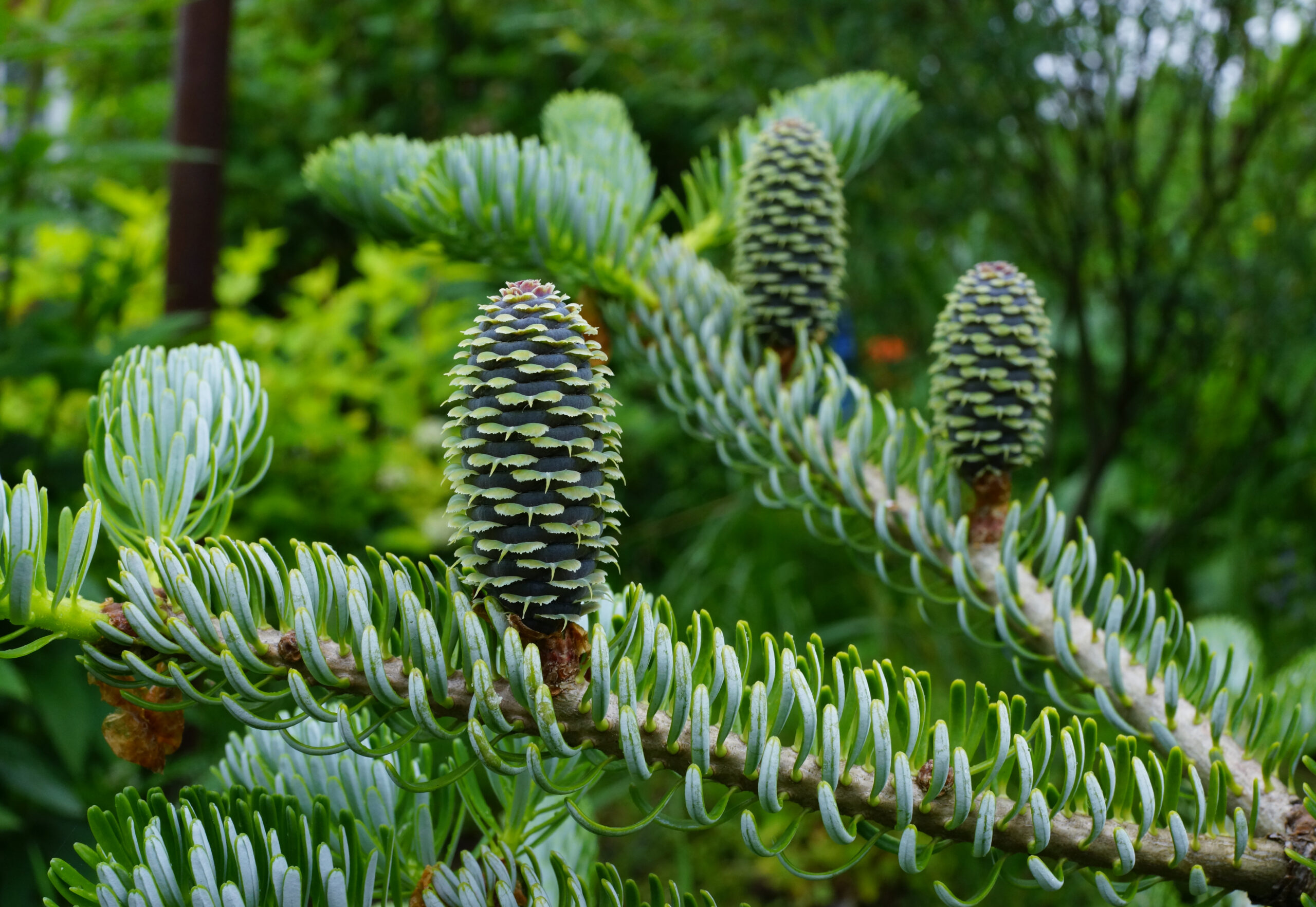 abies_silberlocke4