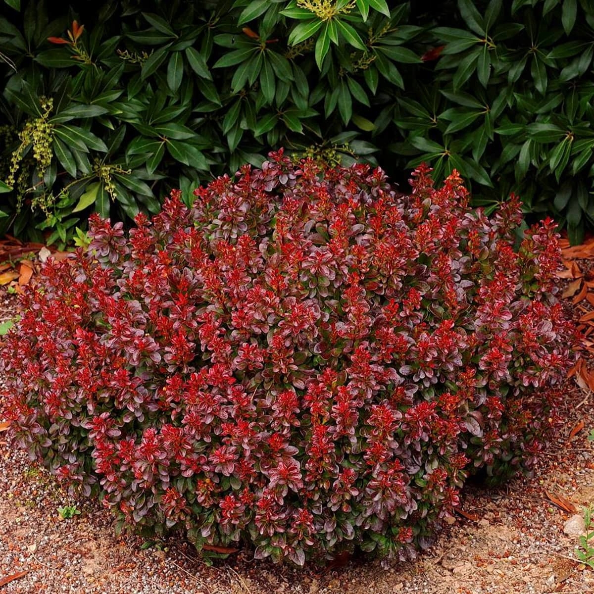 berberis_bagatelle1