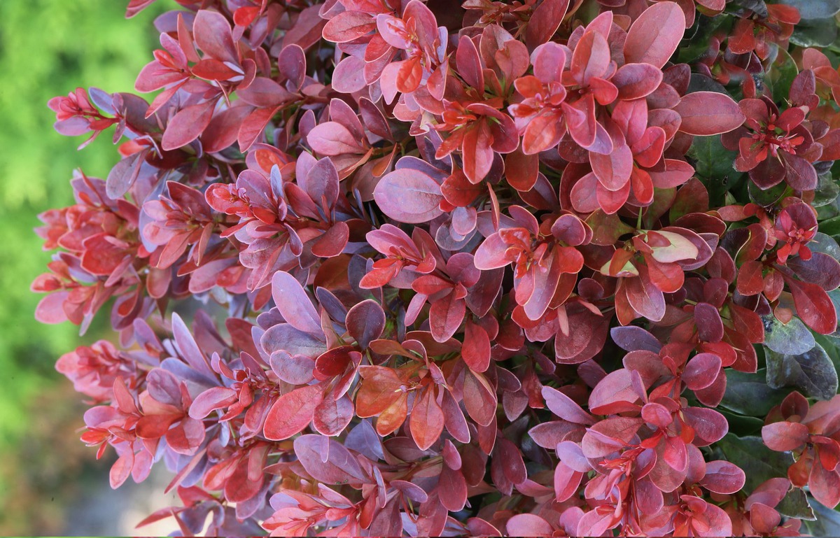 berberis_bagatelle2