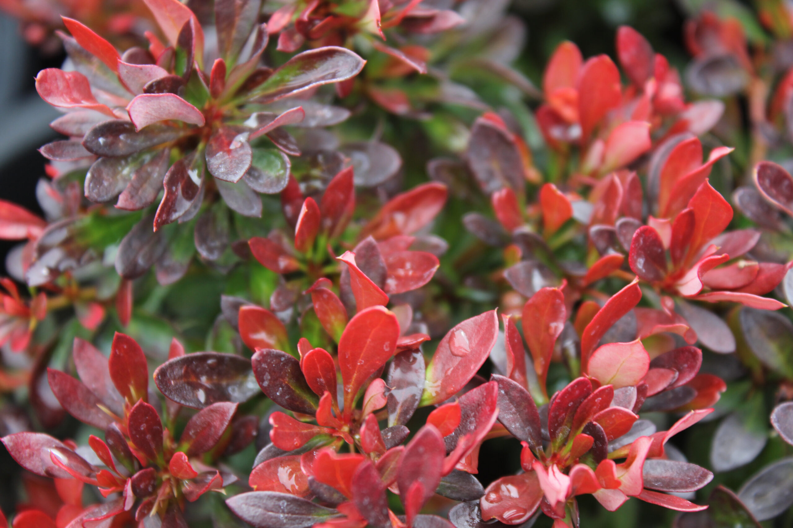 berberis_bagatelle3