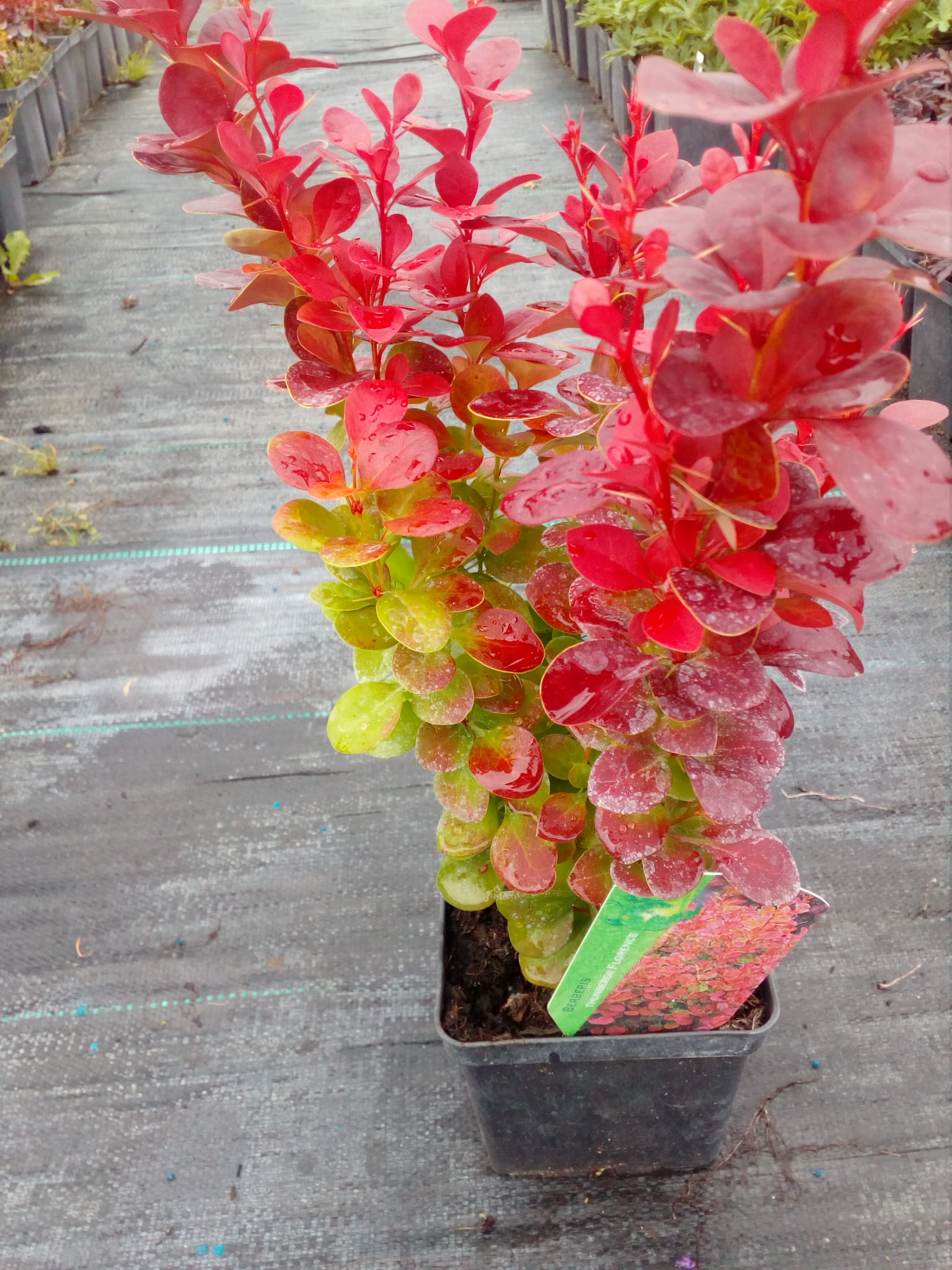 berberis_florence1