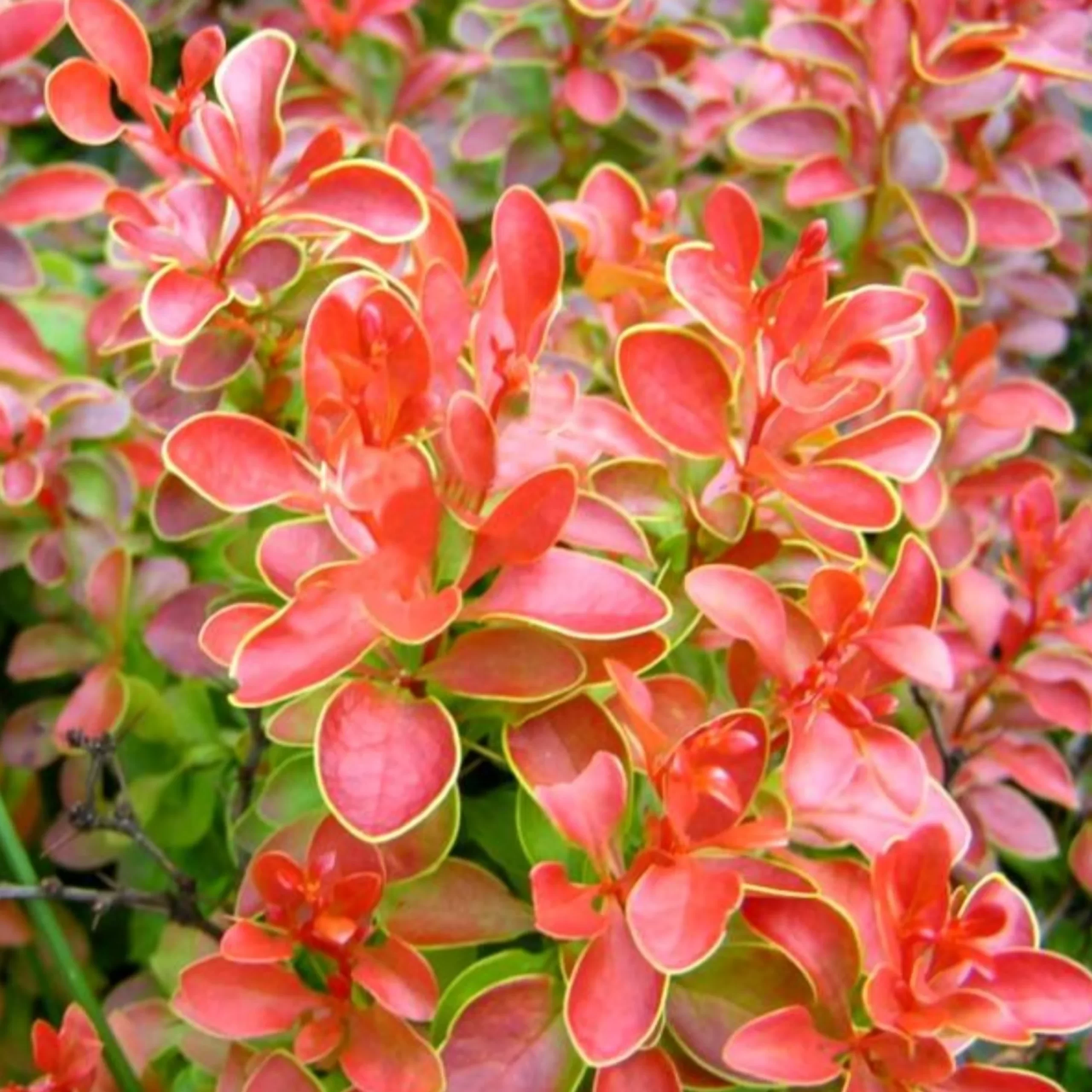 berberis_florence2