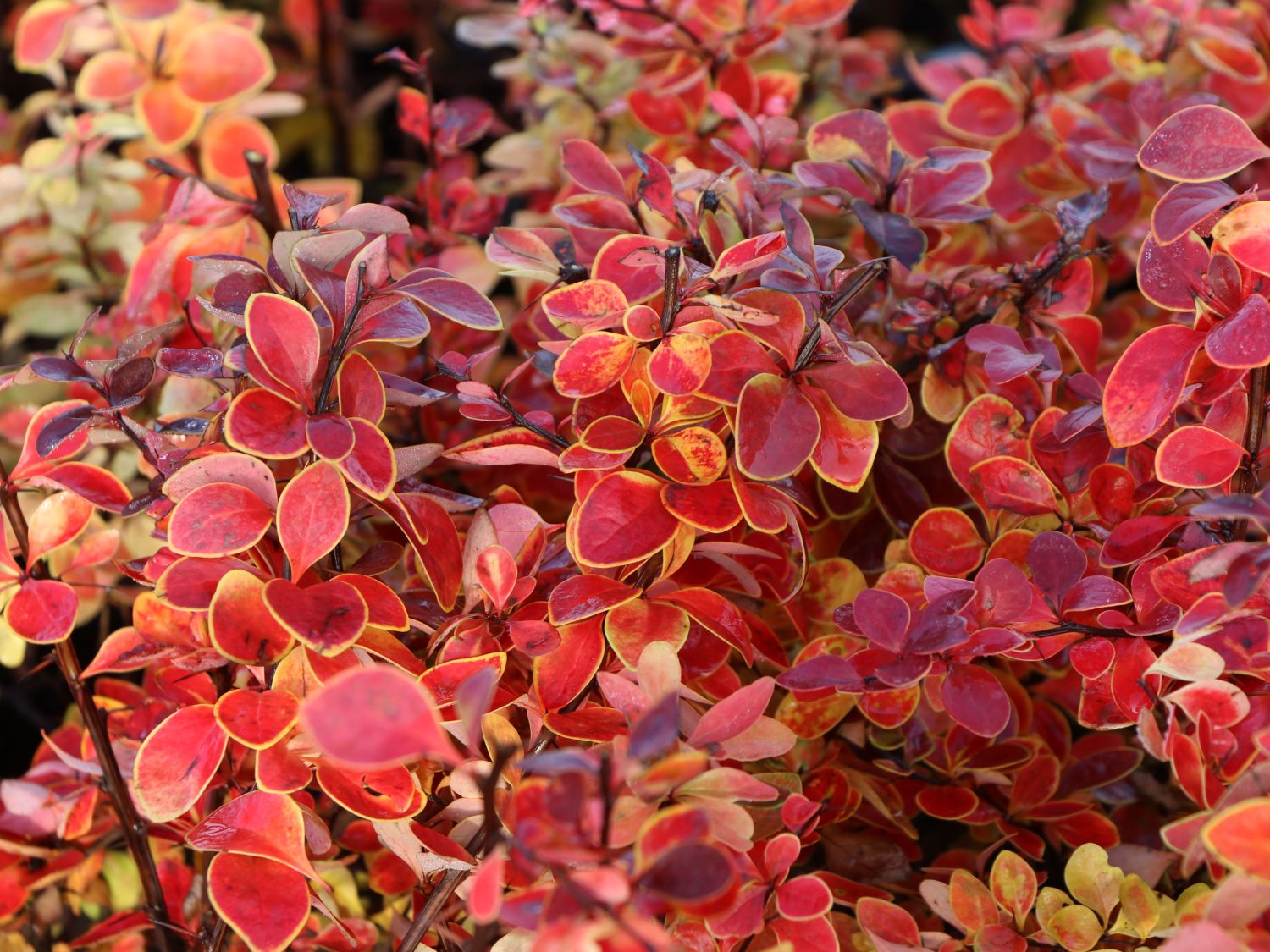 Blutberberitze / Rote Heckenberberitze ‘Atropurpurea’ – Berberis thunbergii ‘Atropurpurea’