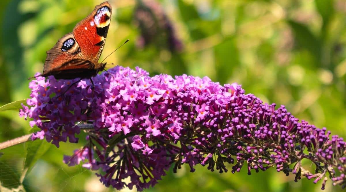 buddleja_violet_cascade2