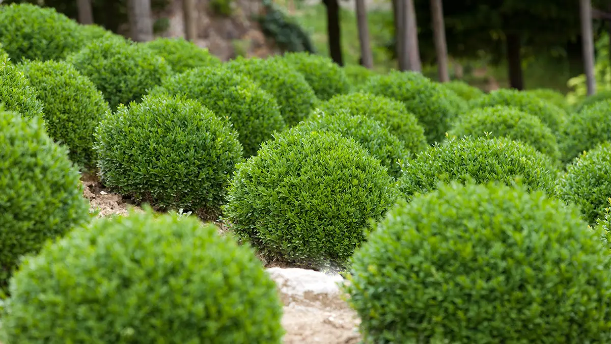 buxus_semprevirens1