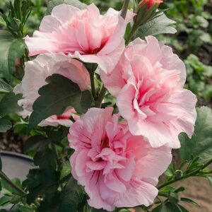 Гібіскус сирійський Pink Chiffon