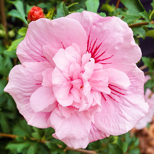 hibiscus_pink_chiffon1