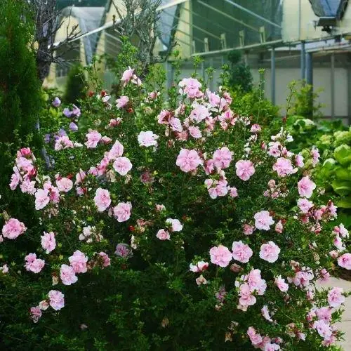 hibiscus_pink_chiffon2