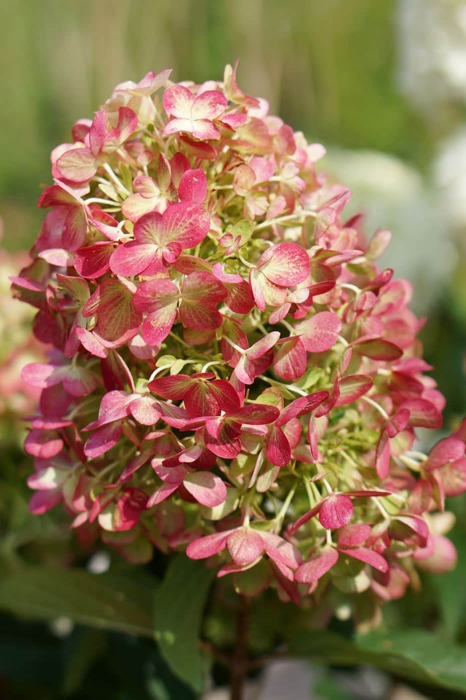 hydrangea_graffity1