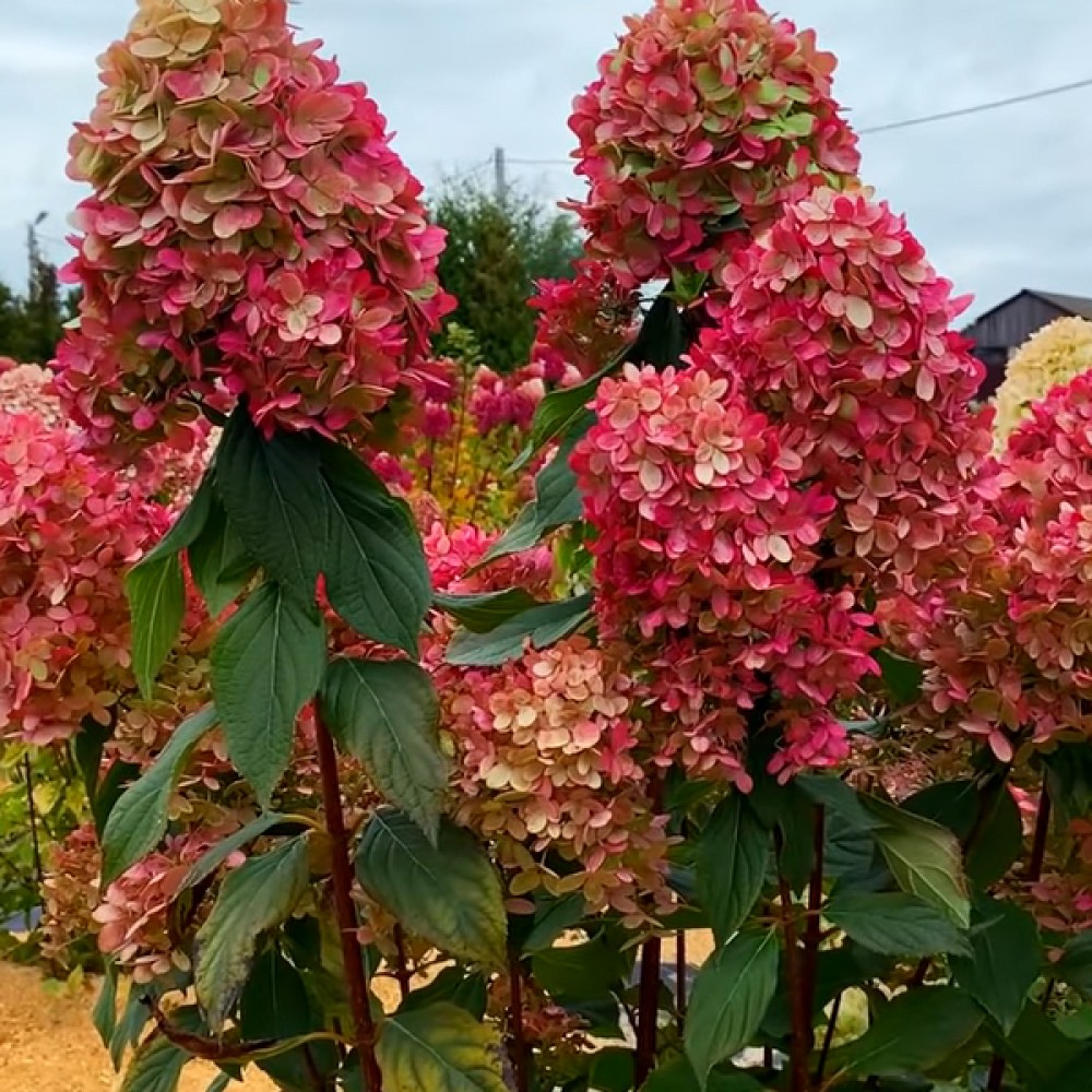 hydrangea_graffity2