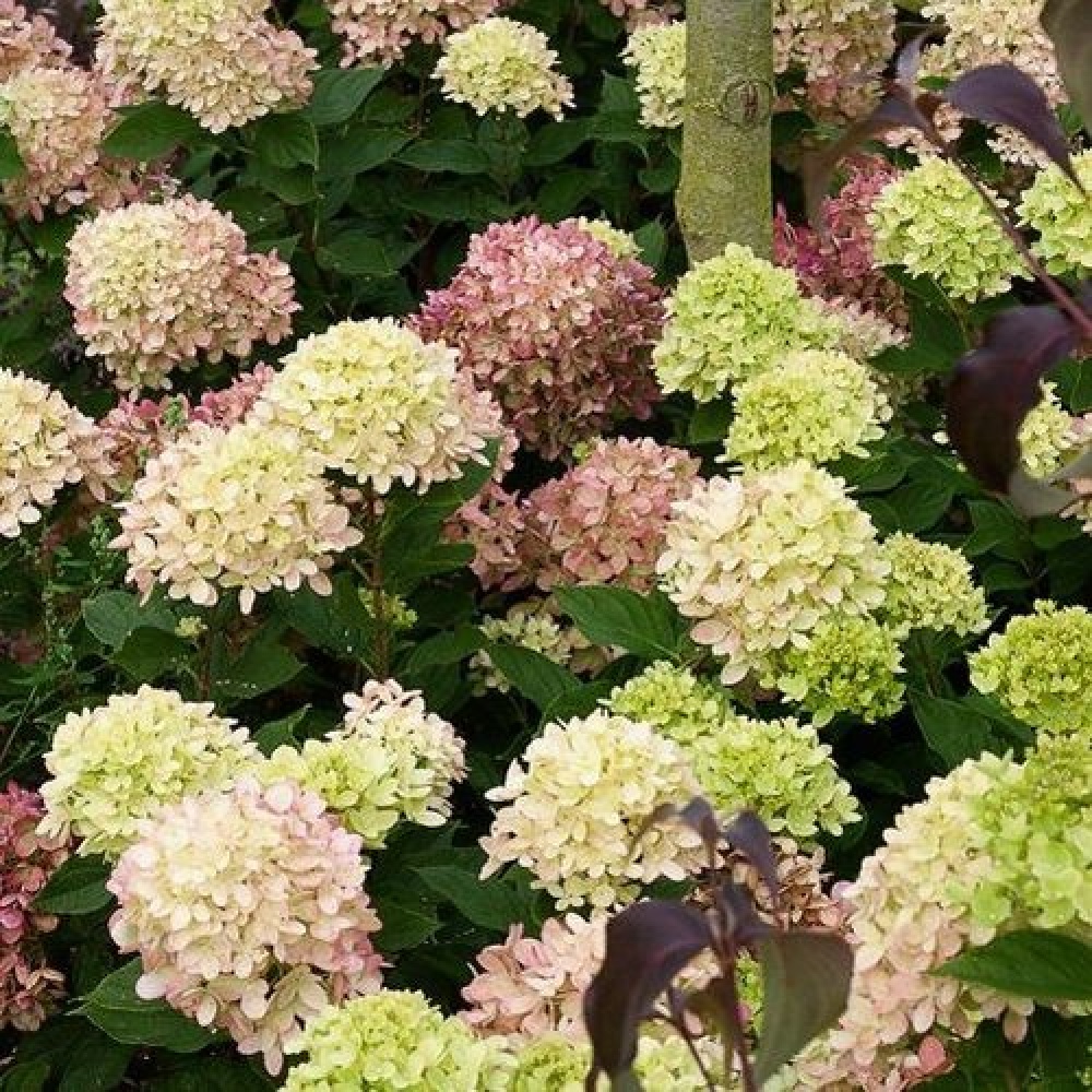 hydrangea_graffity3