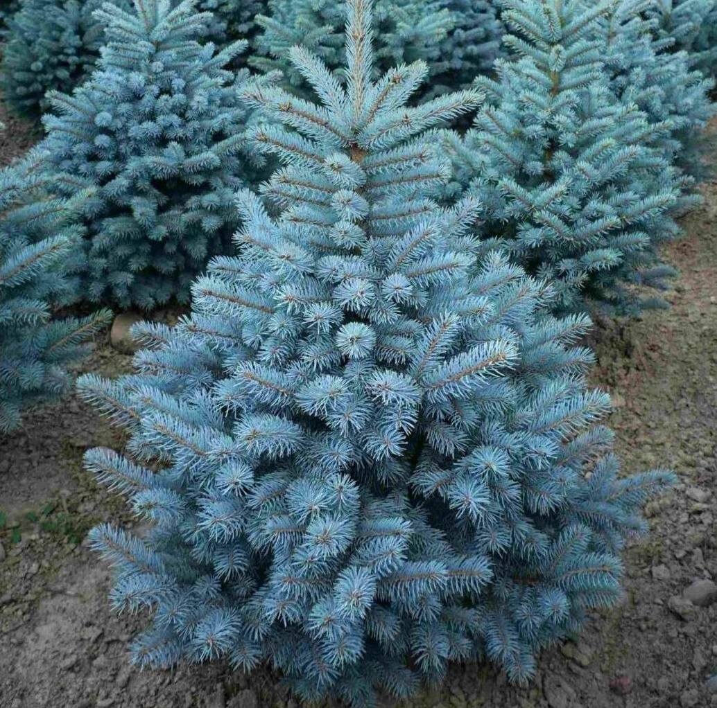 Ялина колюча Super Blue Ялина колюча Super Blue