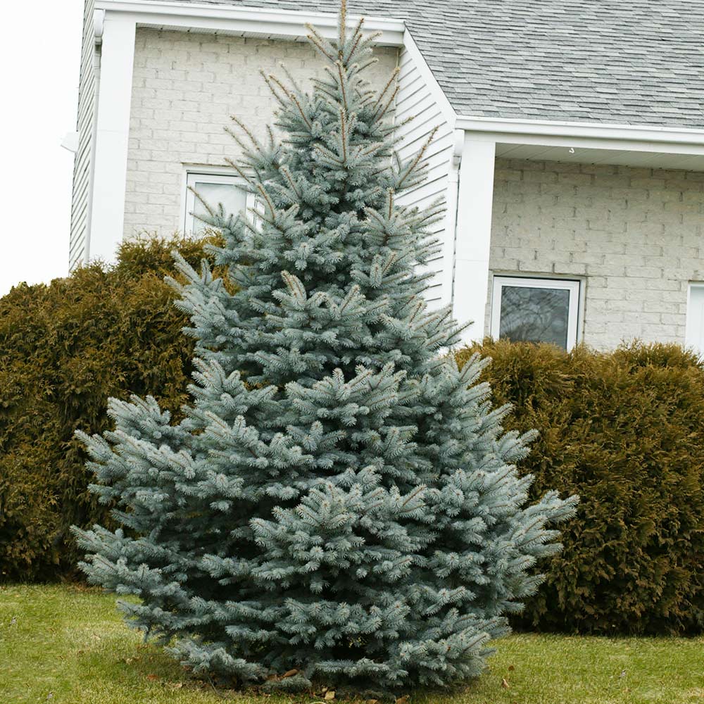 picea_super_blue1