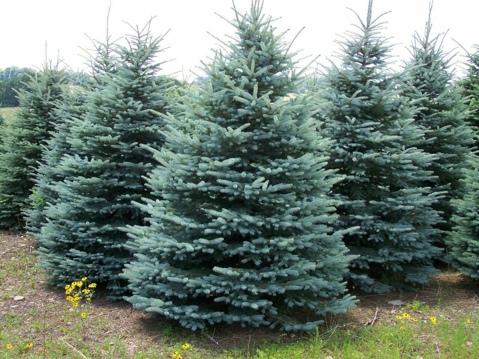 picea_super_blue2