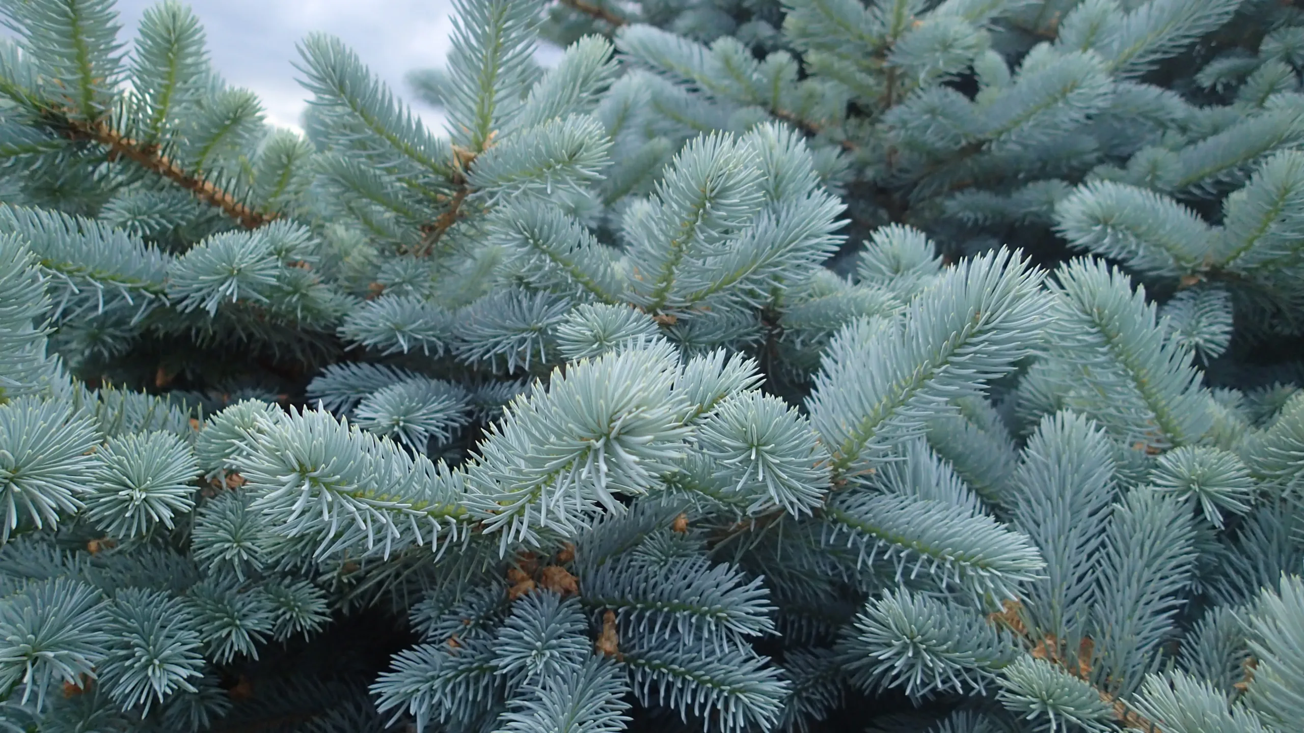picea_super_blue3