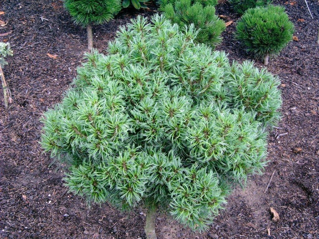 Сосна Веймутова Green Twist Сосна Веймутова Green Twist