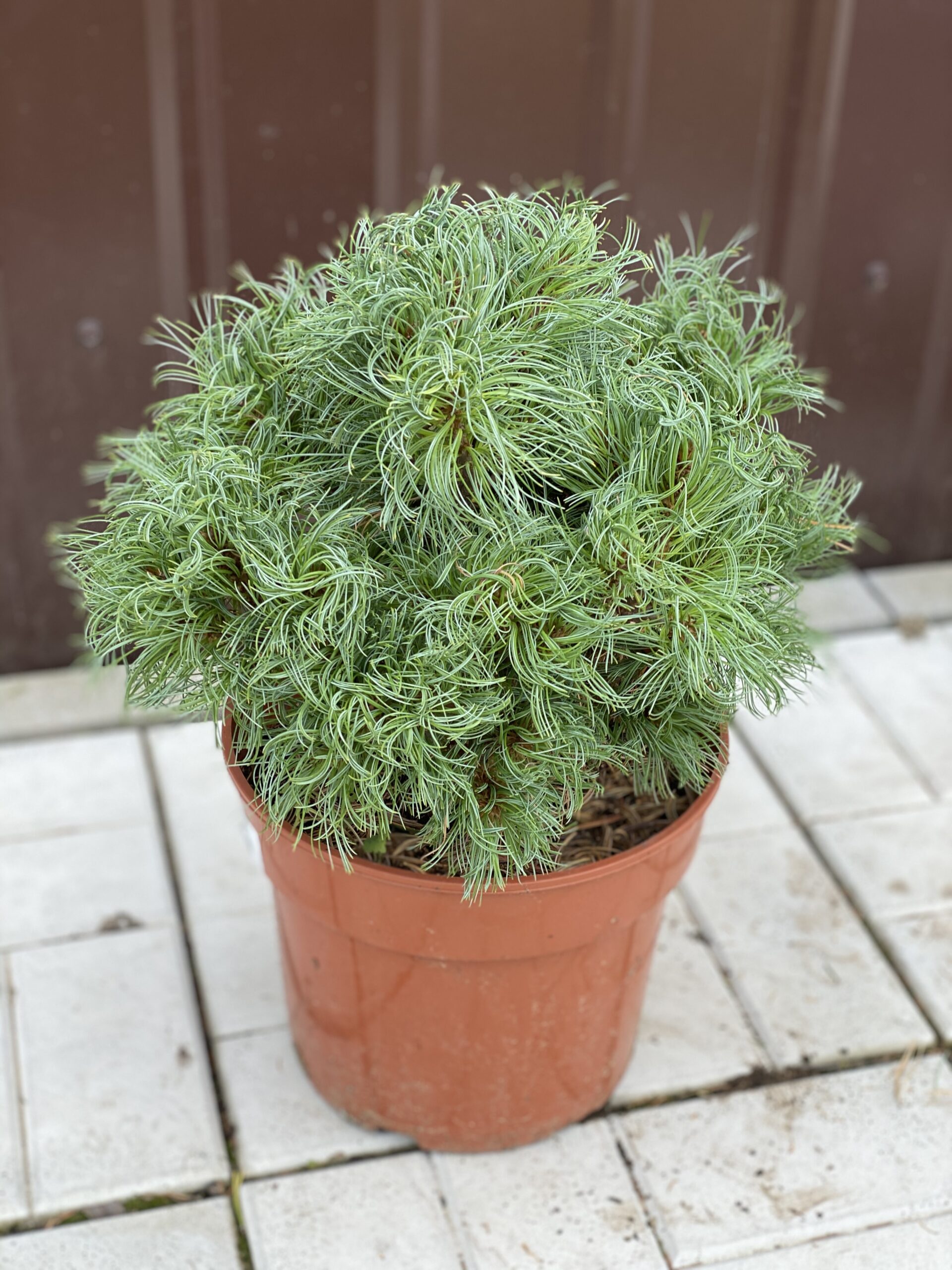 pinus_green_twist1