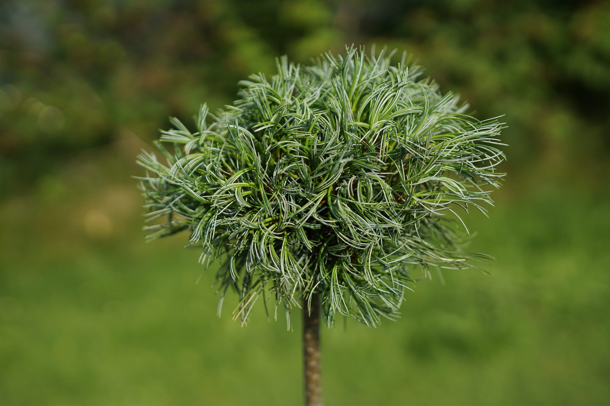 pinus_green_twist3