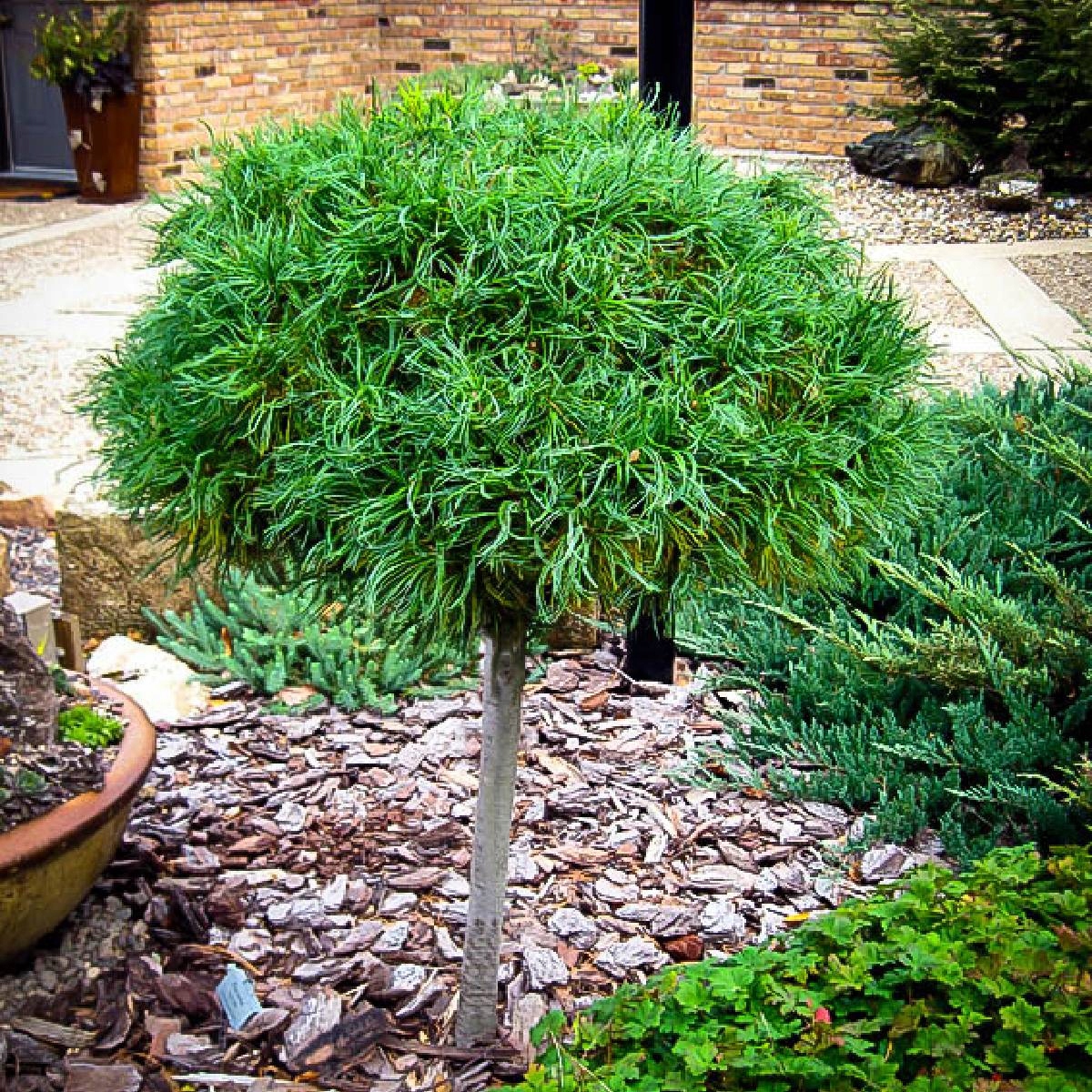 pinus_green_twist4