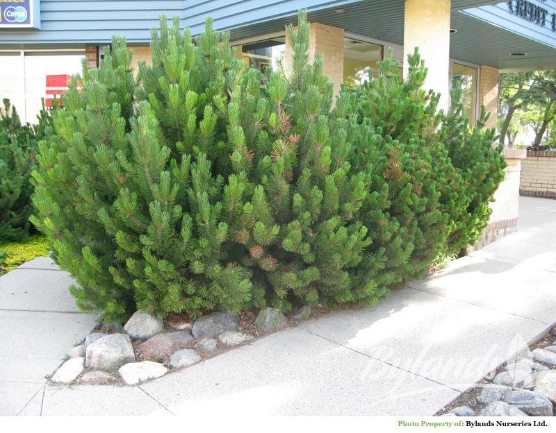 pinus_mugo_mughos1